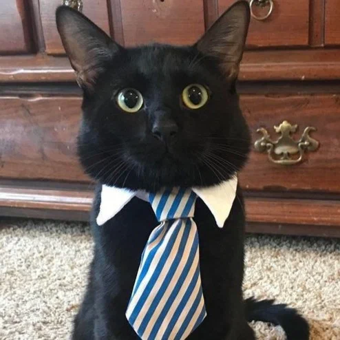 cat-meme